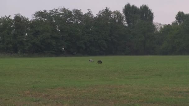 Springer Spaniel Pointer Bracco Italiano Polują Psy Szukające Wysokiej Trawie — Wideo stockowe