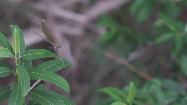 Libellula Rinvigorita Sul Ramo Lungo Riva Del Fiume — Video Stock