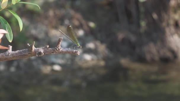Leibhaftige Libelle Auf Ast Flussufer — Stockvideo