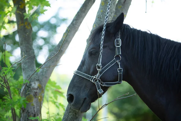 Krásný Portrét Hlavy Černého Koně Postrojem Kvalitní Fotografie — Stock fotografie