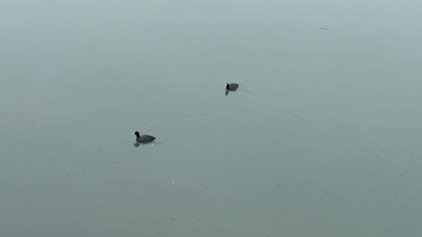 Fulica Linnaeus Casal Coots Água Rio Itália — Vídeo de Stock