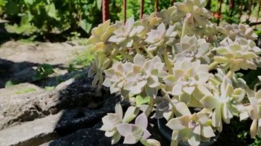 Güneşli bahçede büyük sulu bir bitki.