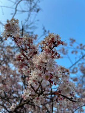 İlkbahar kiraz çiçekleri dallarda çiçek açtı. Yüksek kalite fotoğraf