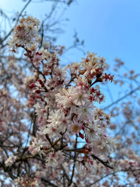 İlkbahar kiraz çiçekleri dallarda çiçek açtı. Yüksek kalite fotoğraf