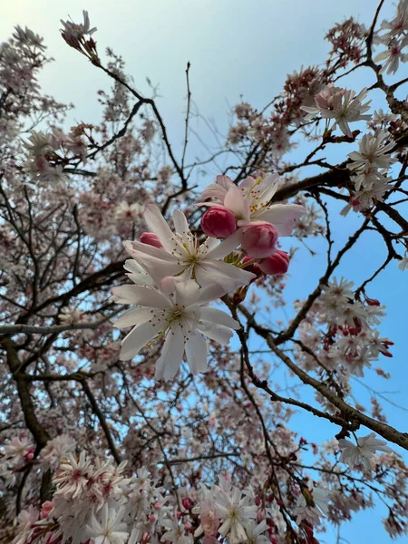 spring cherry blossoms just blossomed on the branches. High quality photo