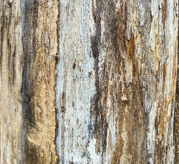 Wooden Trunk Flaking Bark High Quality Photo — Stock Photo, Image