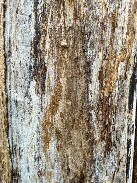 Wooden Trunk Flaking Bark High Quality Photo — Stock Photo, Image