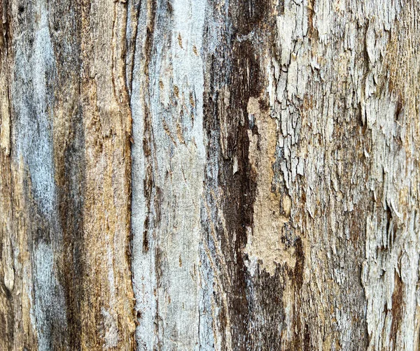 Tronco Madeira Descamação Casca Foto Alta Qualidade — Fotografia de Stock