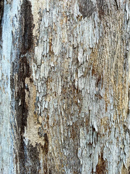 木の幹が樹皮を折ります 高品質の写真 — ストック写真