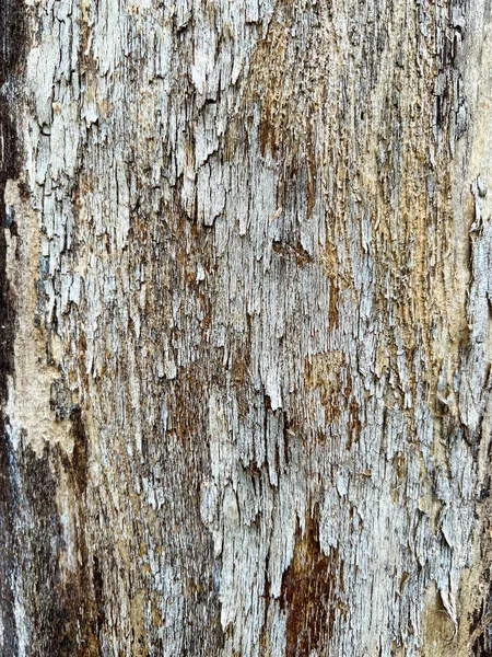 Wooden Trunk Flaking Bark High Quality Photo — Stock Photo, Image