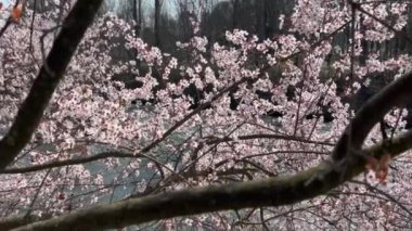 İtalya 'da güneşli bir baharda kiraz çiçeği açar.