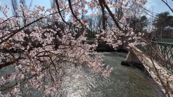 Cseresznyevirág Folyó Felett Olaszországban Napsütéses Tavaszon — Stock videók