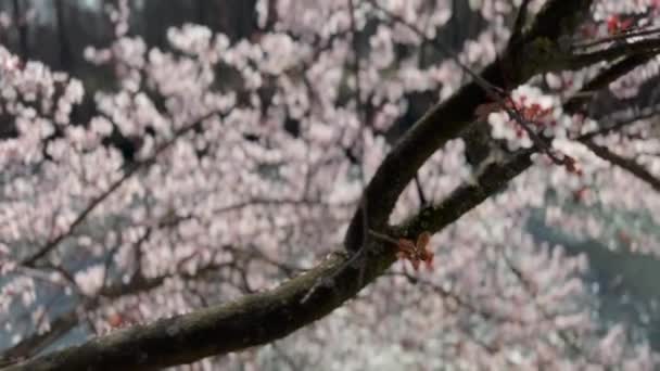 Flor Cereja Sobre Rio Itália Dia Ensolarado Primavera — Vídeo de Stock