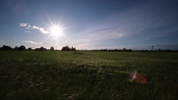 Panorama Vale Com Trigo Verde Dia Ensolarado — Vídeo de Stock