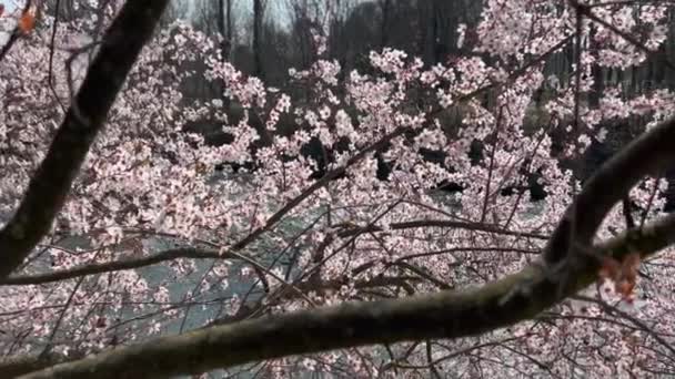 Cherry Blossom River Italy Sunny Day Spring — Stock Video