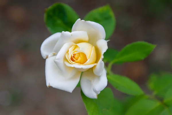 Amarelo Rosa Flor Jardim Foto Alta Qualidade — Fotografia de Stock