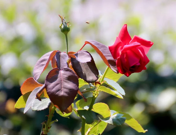 Rode Roos Met Bloemen Doornen Tuin Hoge Kwaliteit Foto — Stockfoto