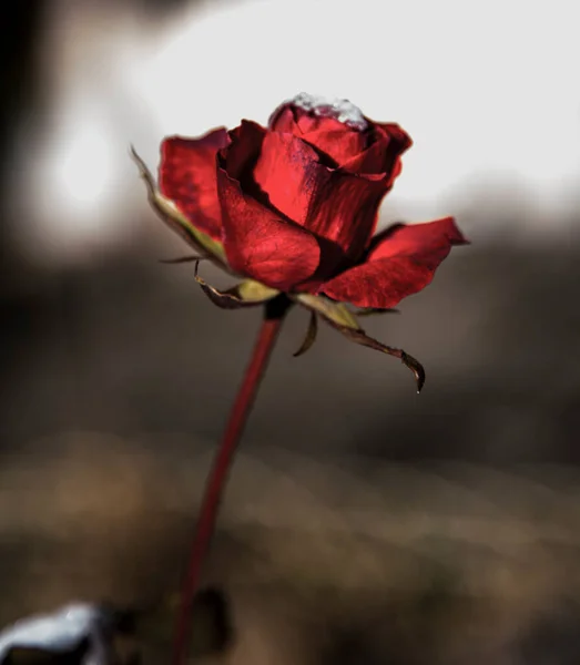 Rosa Roja Con Flores Espinas Jardín Foto Alta Calidad — Foto de Stock