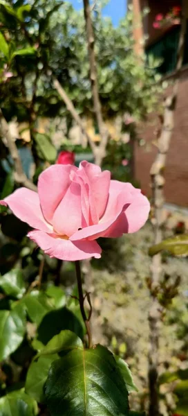 Красная Роза Цветами Шипами Саду Высокое Качество Фото — стоковое фото