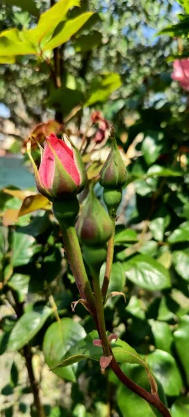 Rosa Roja Con Flores Espinas Jardín Foto Alta Calidad —  Fotos de Stock