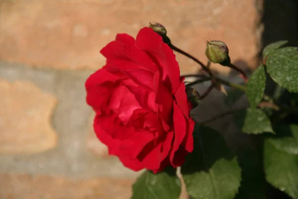 Bahçede Çiçekli Dikenli Kırmızı Gül Yüksek Kalite Fotoğraf — Stok fotoğraf