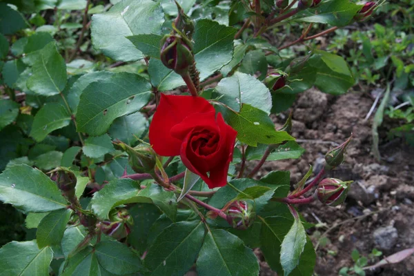 Rote Rose Mit Blumen Und Dornen Garten Hochwertiges Foto — Stockfoto