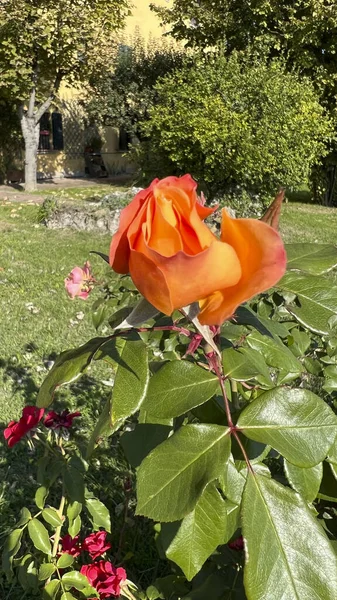 Červená Růže Květinami Trny Zahradě Kvalitní Fotografie — Stock fotografie