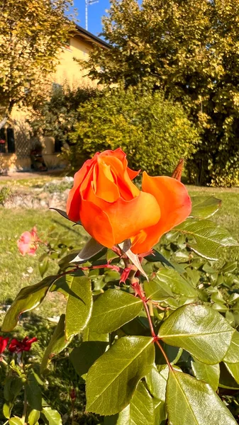 Rote Rose Mit Blumen Und Dornen Garten Hochwertiges Foto — Stockfoto