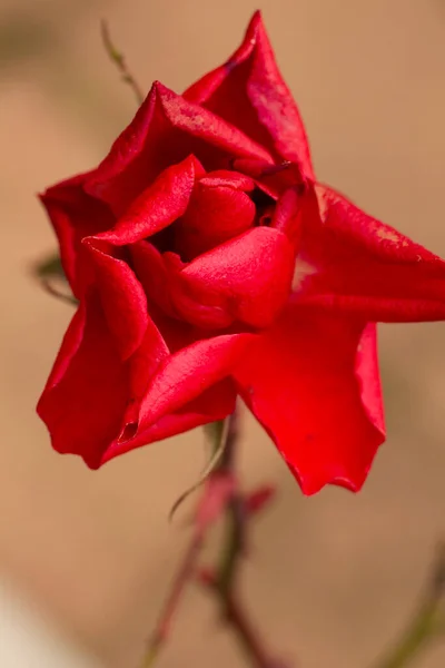 庭には赤いバラの花ととげがありました 高品質の写真 — ストック写真