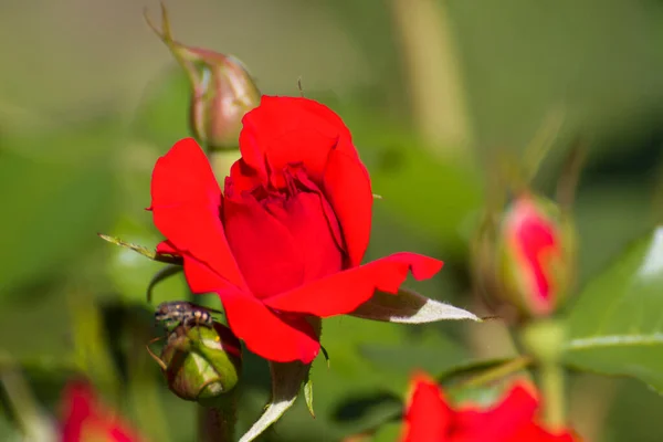 Bahçede Çiçekli Dikenli Kırmızı Gül Yüksek Kalite Fotoğraf — Stok fotoğraf