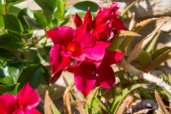 Röd Ros Med Blommor Och Taggar Trädgården Högkvalitativt Foto — Stockfoto