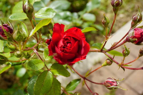 Rote Rose Mit Blumen Und Dornen Garten Hochwertiges Foto — Stockfoto