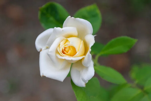 Rosa Branca Com Flores Espinhos Jardim Foto Alta Qualidade — Fotografia de Stock