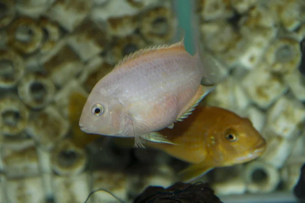 Albino Amatitlania Nigrofasciata African Cichlid Aqua Высокое Качество Фото — стоковое фото