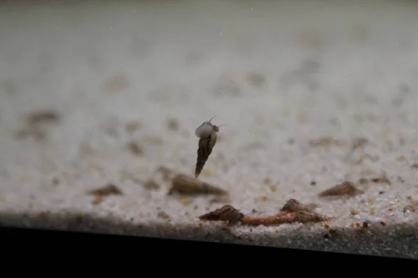 淡水水族馆的锥形蜗牛 高质量的照片 — 图库照片