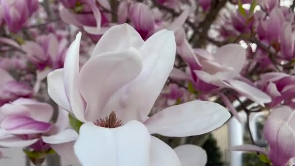 Visão Geral Das Flores Magnólia Branca Rosa Primavera — Vídeo de Stock