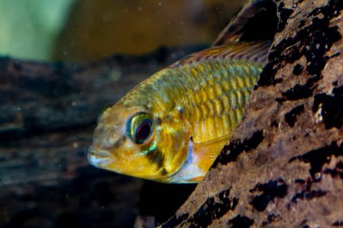 Tatlı su akvaryumu apistogramında cüce ciklit. Yüksek kalite fotoğraf