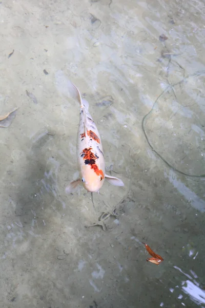 ปลาคาร พโคอ แดงและขาวในทะเลสาบใหญ ภาพถ ายค ณภาพส — ภาพถ่ายสต็อก
