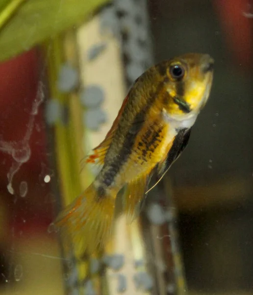 Apistogramma Cacatuoides Férfi Nagy Közösségi Akváriumban Kiváló Minőségű Fénykép — Stock Fotó