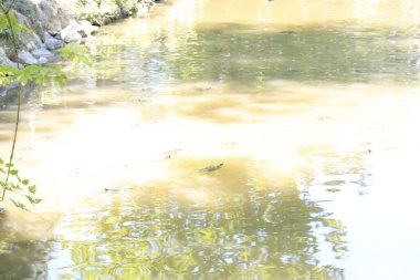 Bir grup Trachemys Scrita Scrita Turtle gölde. Yüksek kalite fotoğraf