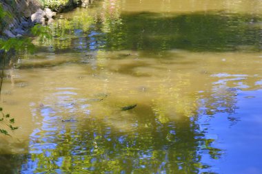 Bir grup Trachemys Scrita Scrita Turtle gölde. Yüksek kalite fotoğraf
