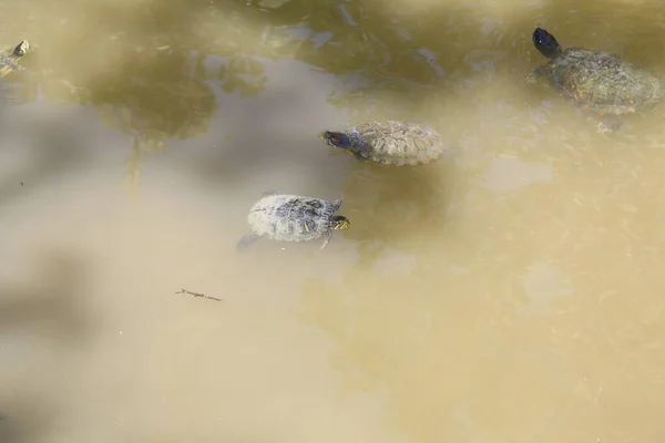一组沙赫特鱼的脚本龟在湖中 高质量的照片 — 图库照片