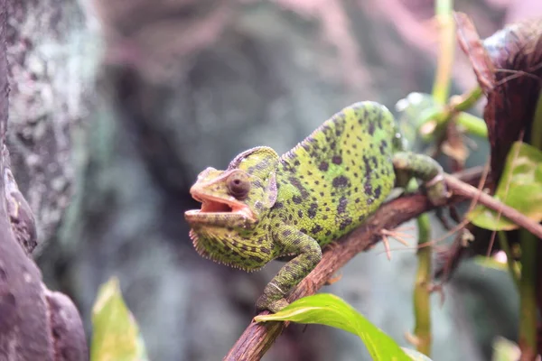 Green Chameleon Branch Terrarium High Quality Photo — Stock Photo, Image