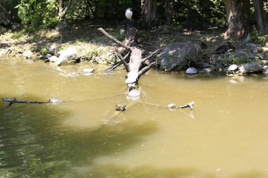 Bir grup Trachemys Scrita Scrita Turtle gölde. Yüksek kalite fotoğraf