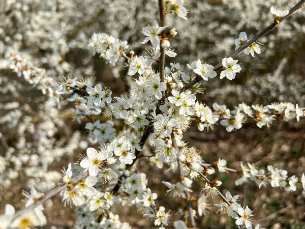 Arbuste Avec Des Fleurs Blanches Sur Les Rives Rivière Photo — Photo