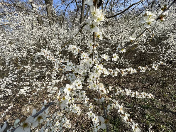Keř Bílými Květy Březích Řeky Kvalitní Fotografie — Stock fotografie