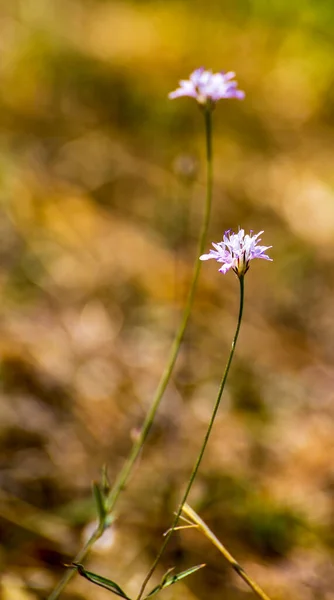 Glanville Fritillaire Nymphalidae Vlinder Bij Dageraad Hoge Kwaliteit Foto — Stockfoto