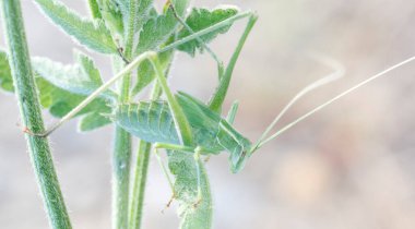 Phaneroptera sp Phaneropteridae yeşil çekirge otların üzerinde yüksek kaliteli fotoğraf