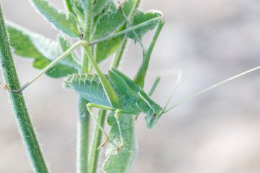 Phaneroptera sp Phaneropteridae yeşil çekirge otların üzerinde yüksek kaliteli fotoğraf