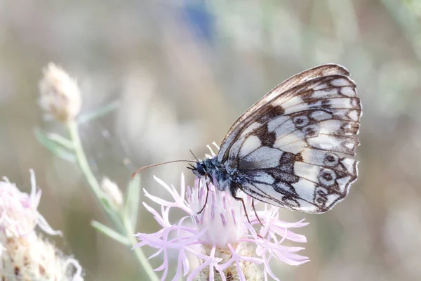 黎明时分瞥见淡淡的忍者蝴蝶 高质量的照片 — 图库照片